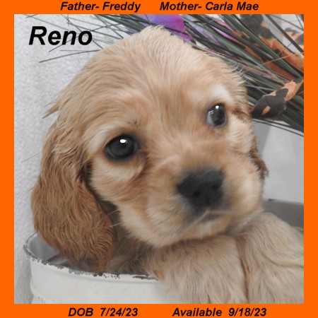 puppy, for, sale, Cocker Spaniel, Joe & Cherri  Overlease, dog, breeder, Miller, MO, dog-breeder, puppy-for-sale, forsale, nearby, find, puppyfind, locator, puppylocator, aca